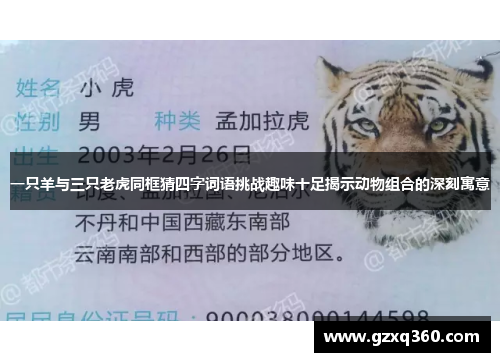 一只羊与三只老虎同框猜四字词语挑战趣味十足揭示动物组合的深刻寓意